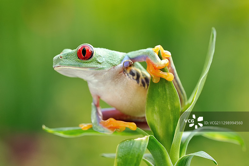 植物上的青蛙特写图片素材