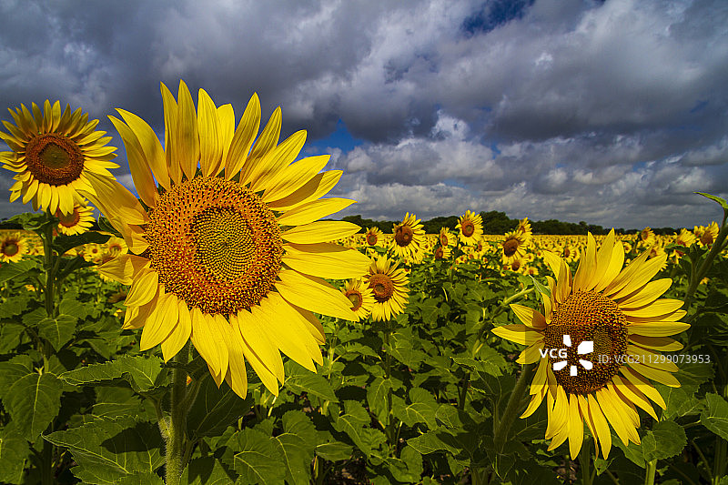 意大利，美国，对天空的田野上黄色开花植物特写图片素材