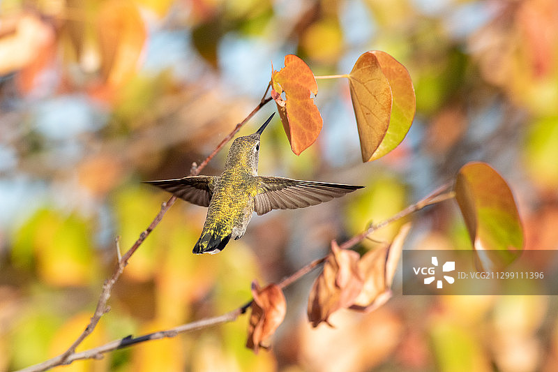 美国寒武纪公园植物旁鸟类飞行特写图片素材