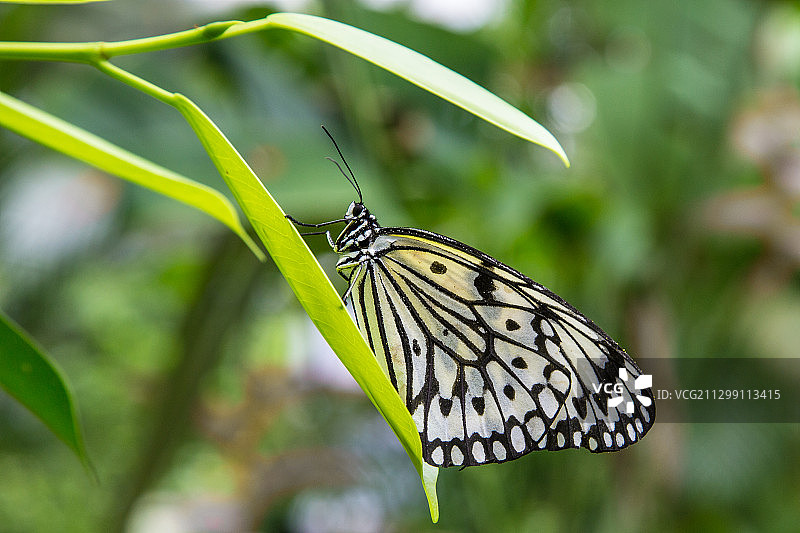 叶子上的蝴蝶特写，特拉加巴都，马来西亚图片素材