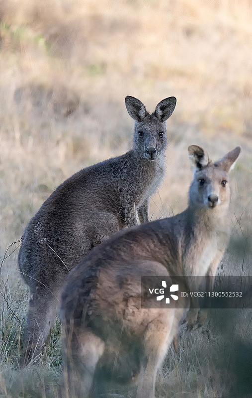 澳洲堪培拉森林中偶遇袋鼠俩兄弟图片素材