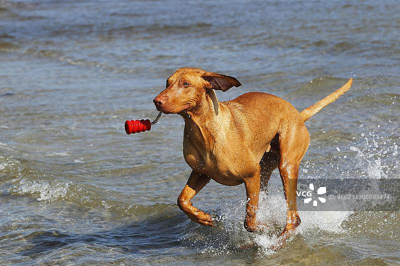 匈牙利犬，一只嘴里叼着狗玩具在水里奔跑的公狗，海滩图片素材