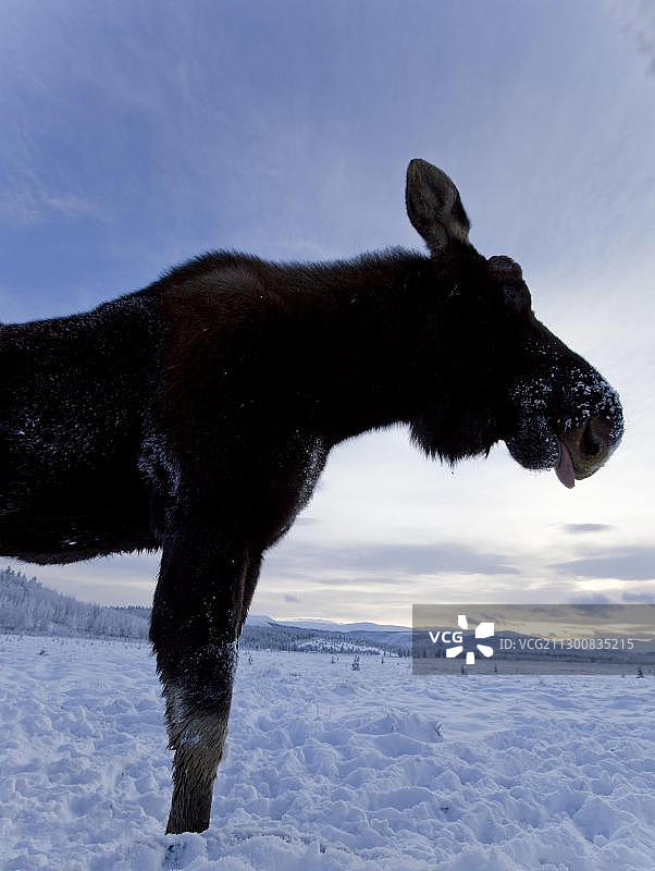 公牛，公驼鹿(Alces Alces)，掉角，育空地区，加拿大，北美洲图片素材