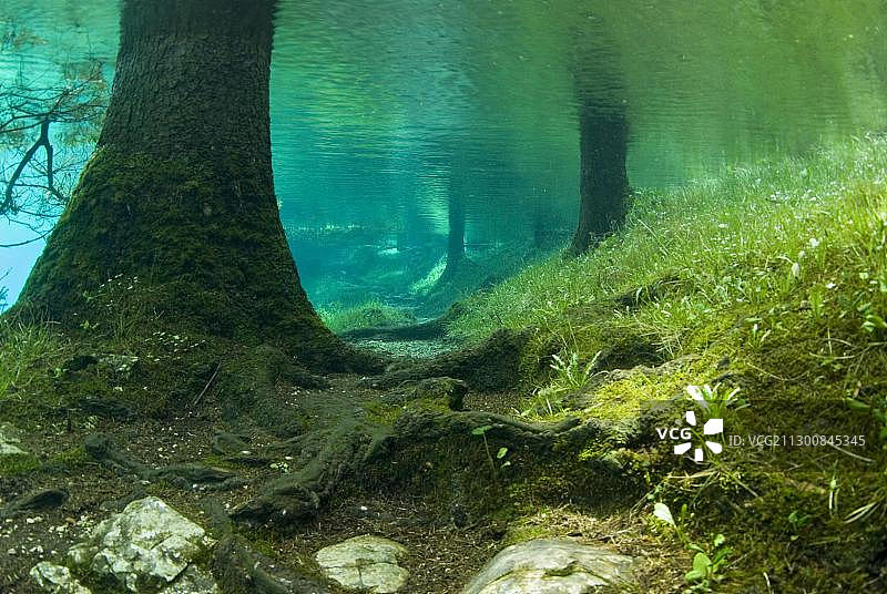 沉浸森林在绿色湖，Tragoess, Styria，奥地利，欧洲图片素材