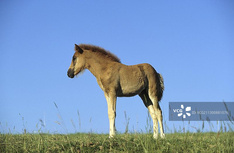 小马驹，帕索佩鲁诺马，站在草地上，科隆，北莱茵-威斯特法伦，德国，欧洲图片素材