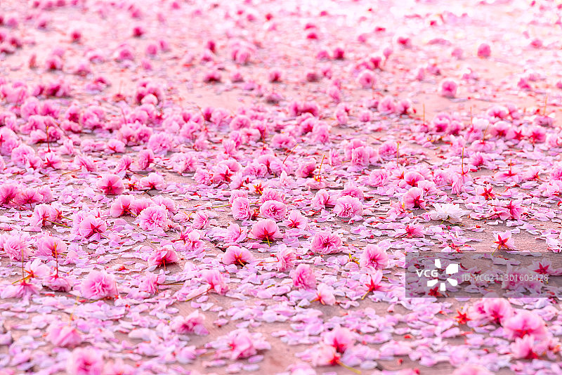 满地粉色的花瓣图片素材