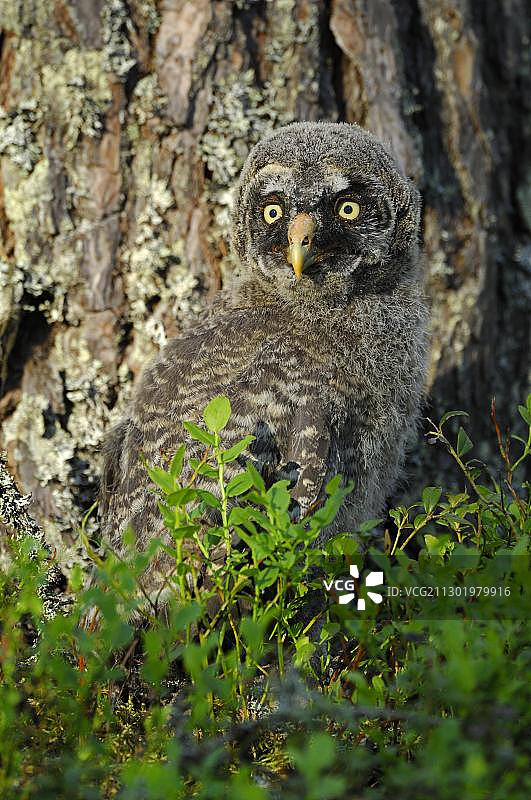 小灰鸮或拉普兰鸮(条纹星云)，瑞典达拉那，斯堪的纳维亚，欧洲图片素材