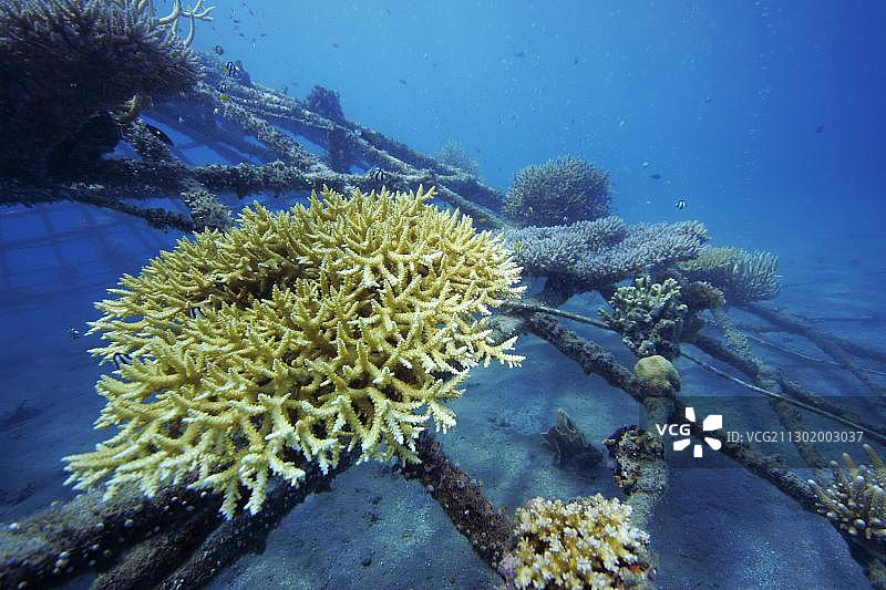珊瑚繁殖，印度尼西亚，亚洲图片素材