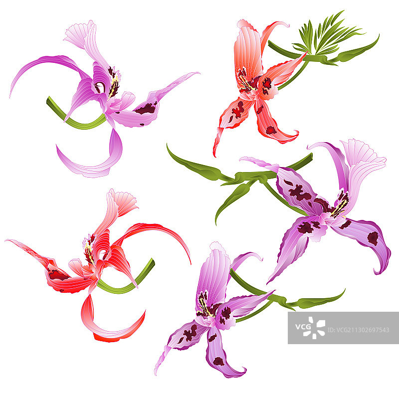 紫色和红色的兰花，高贵的石斛花斑图片素材