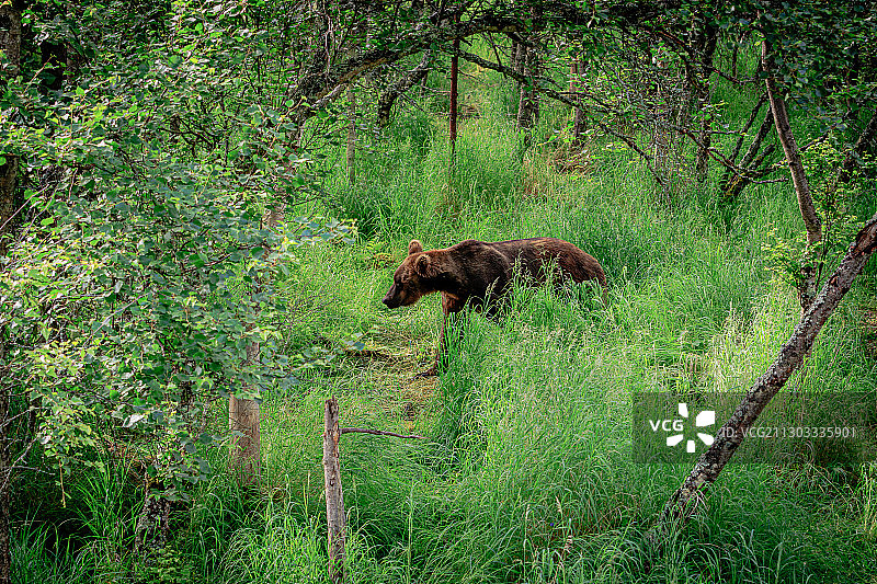 侧面的熊站在田野，湖和半岛堡，阿拉斯加，美国，美国图片素材