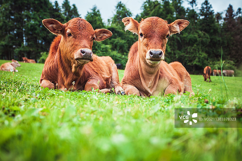 静卧草地的两只小牛犊图片素材