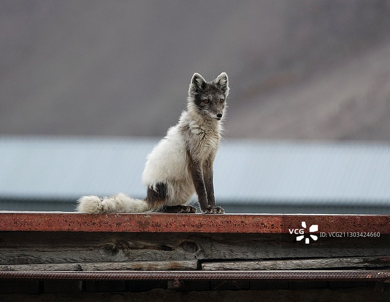 低角度的猫在屋顶，斯瓦尔巴特，挪威图片素材