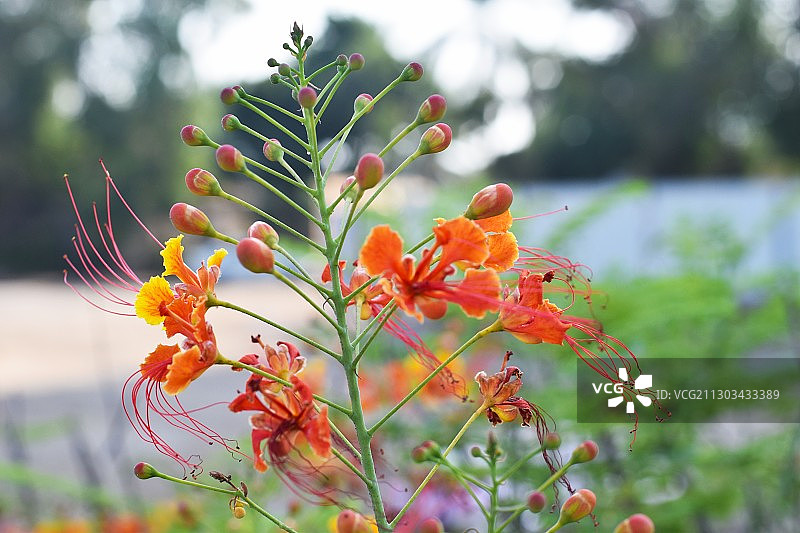 橙色开花植物的特写图片素材