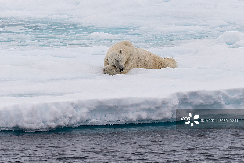 一只北极熊正在喂养它的孩子图片素材
