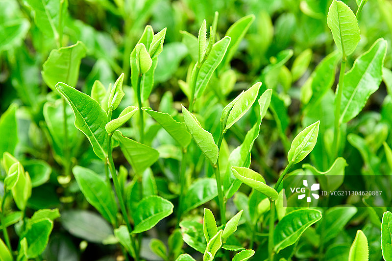 春天里茶园里正在生长的绿色的明前茶芽茶图片素材
