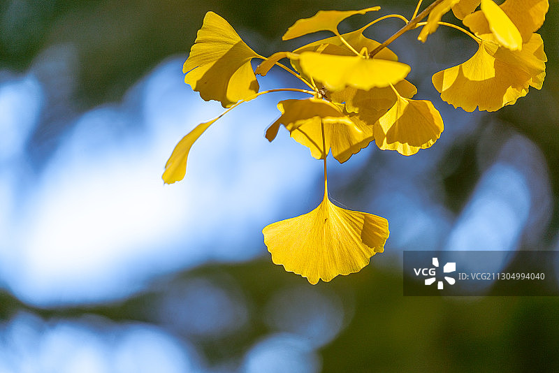 中国北方秋天满枝金黄的银杏树叶图片素材