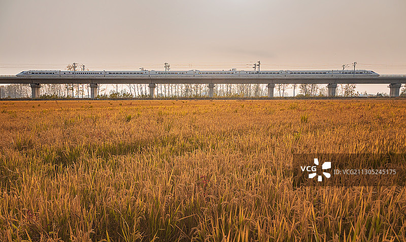 行驶在秋天稻田田野上的高铁火车图片素材