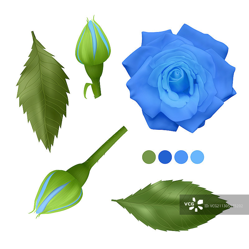现实的蓝色玫瑰在白色背景的叶子图片素材