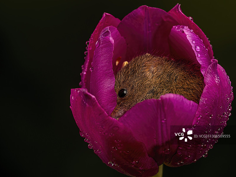 一只收获鼠蜷缩在一朵紫色的郁金香花中，英国Ringwood图片素材