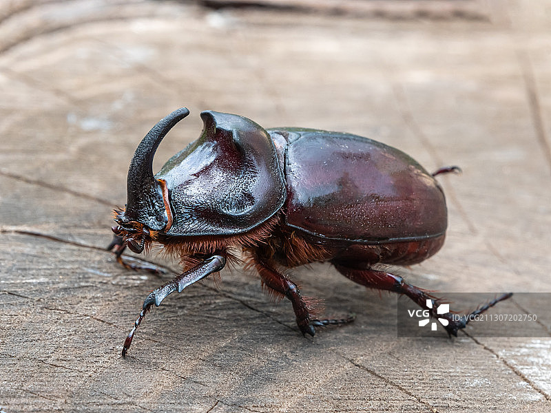 木头上的甲虫特写图片素材