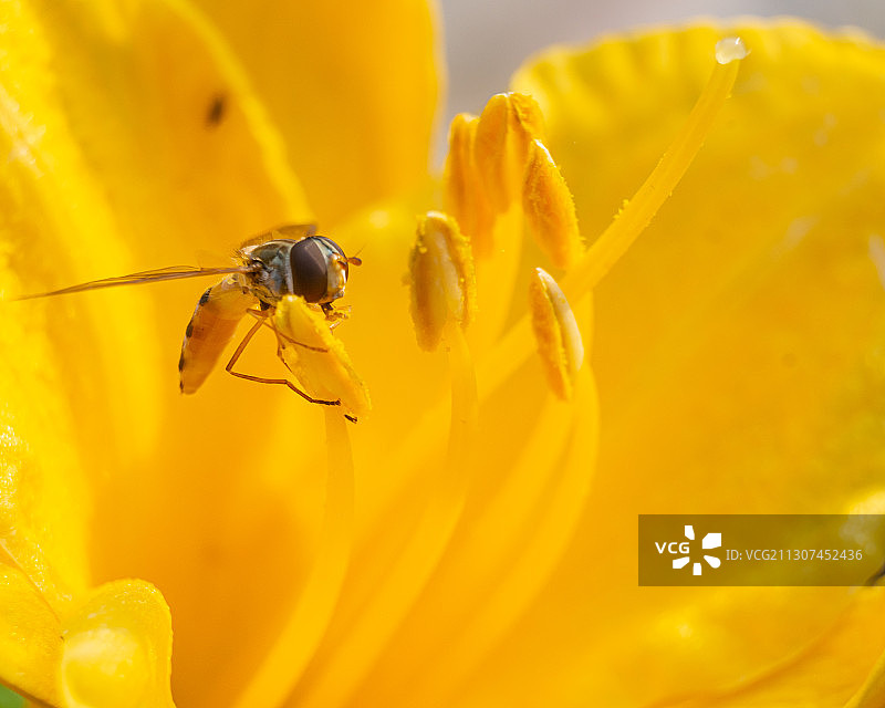 一朵黄花花蕊上的食蚜蝇图片素材