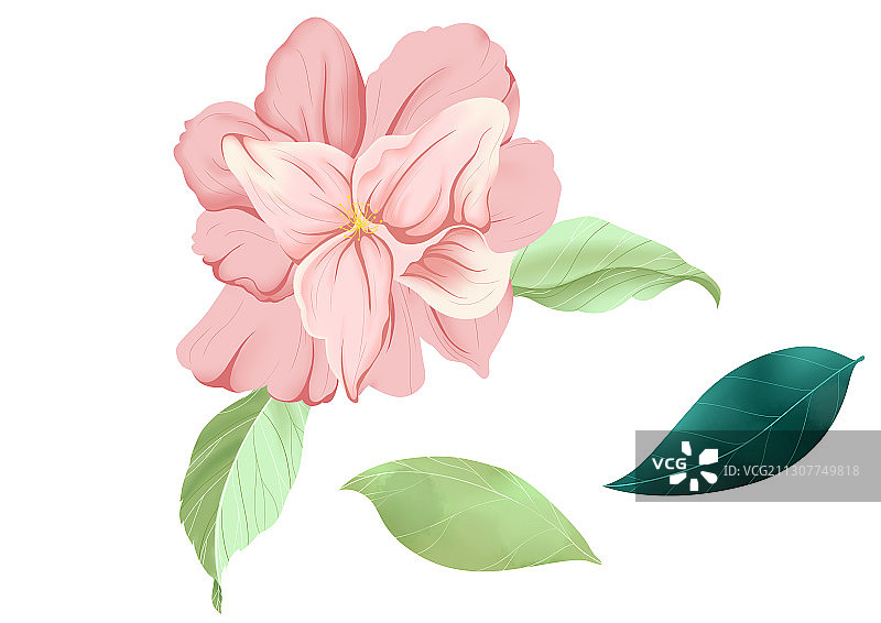 小清新粉色质感花卉插画图片素材
