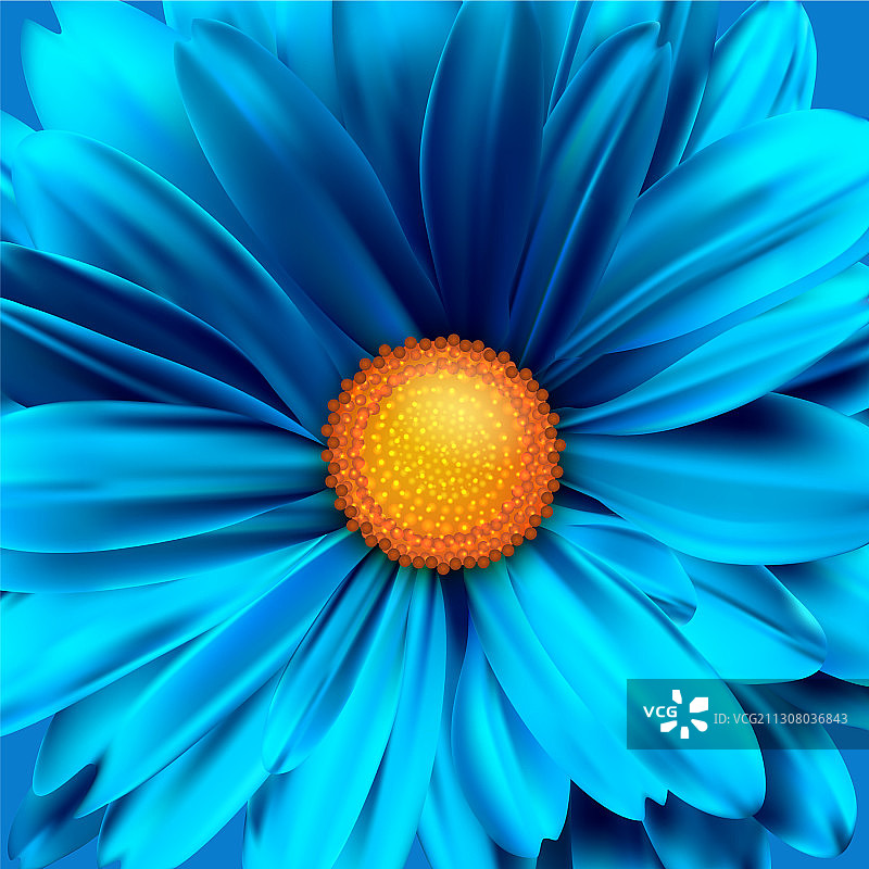 朵朵含苞欲放的花近了蓝色的雏菊图片素材