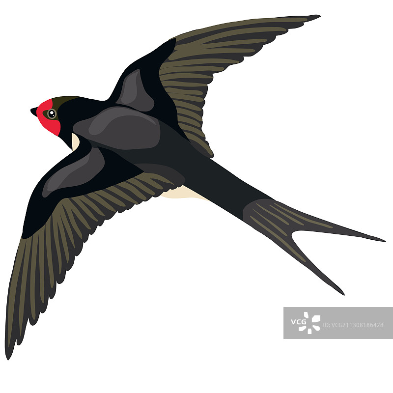 黑燕子在一种自然风格的苍蝇展开它图片素材