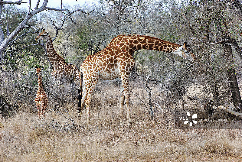 长颈鹿站在田野上的侧视图图片素材
