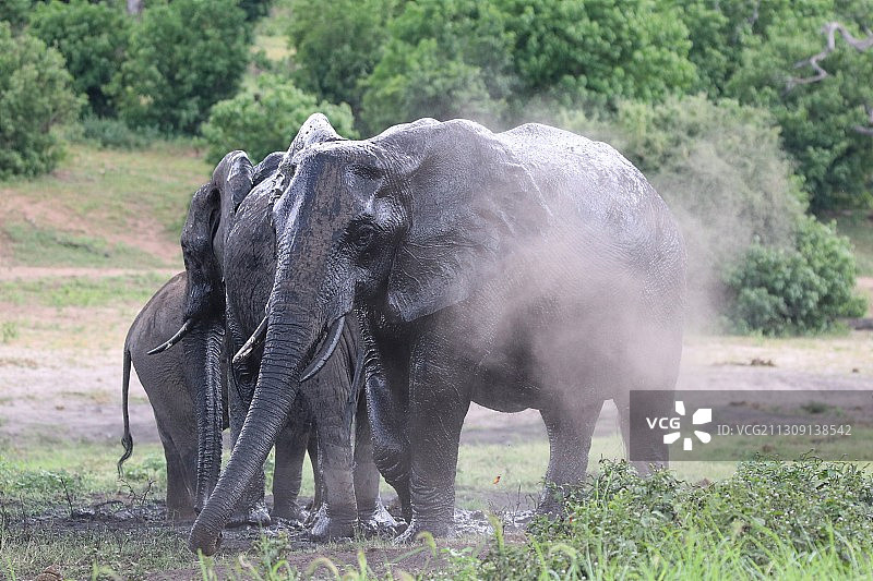 两只大象，丘比国家公园，博茨瓦纳图片素材