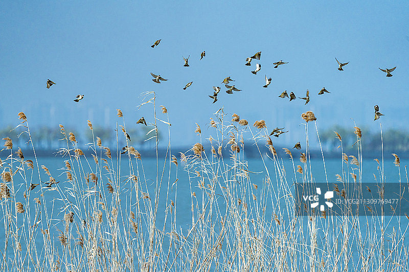 苏州高新区北太湖边贡山岛芦苇从群鸟飞舞图片素材