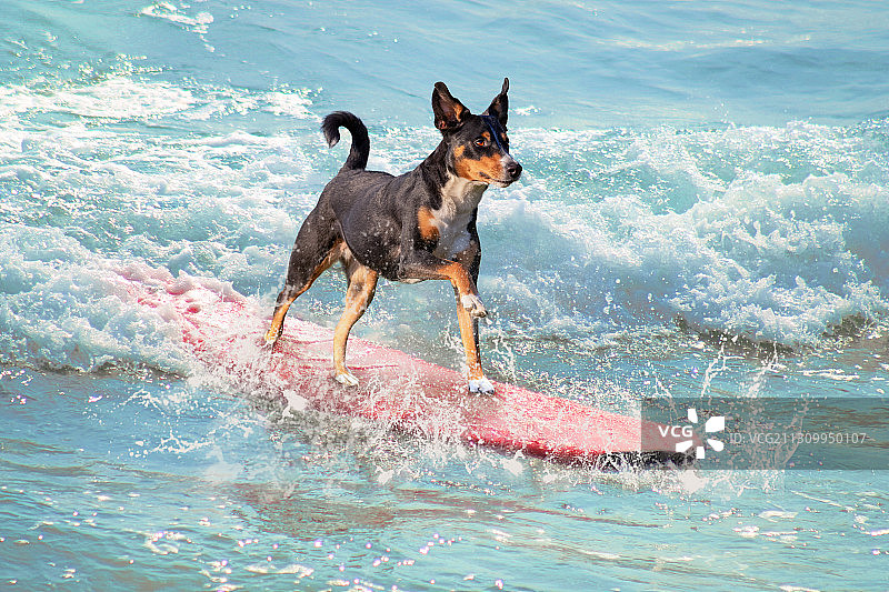 狗在海里冲浪图片素材