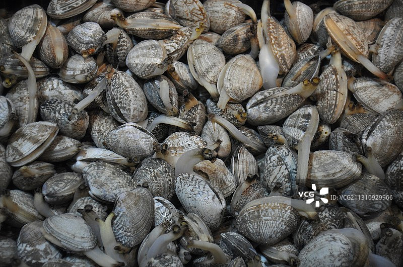 海鲜市场里的花甲鱼七彩贝图片素材