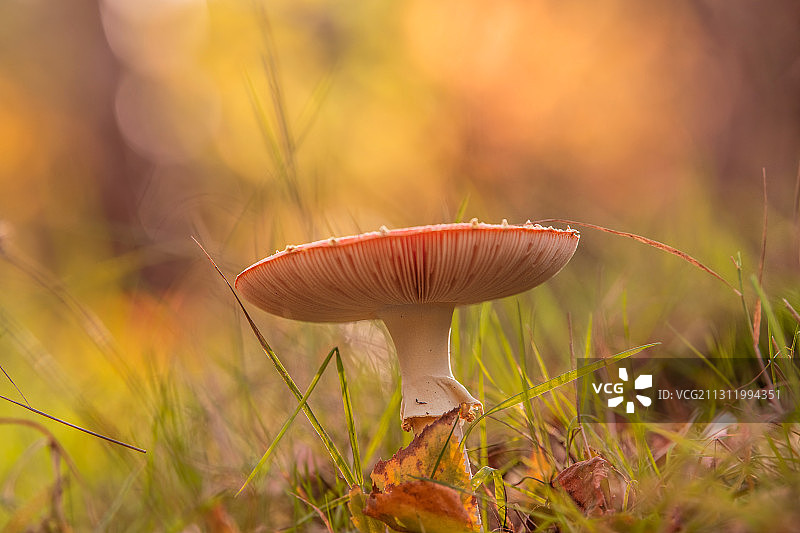 比利时田野上的苍蝇木耳蘑菇特写图片素材