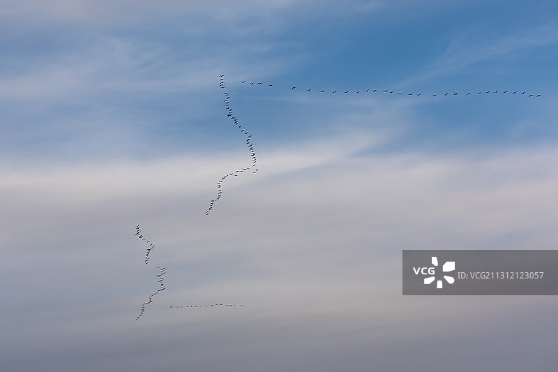 飞翔在天空中的天鹅群图片素材