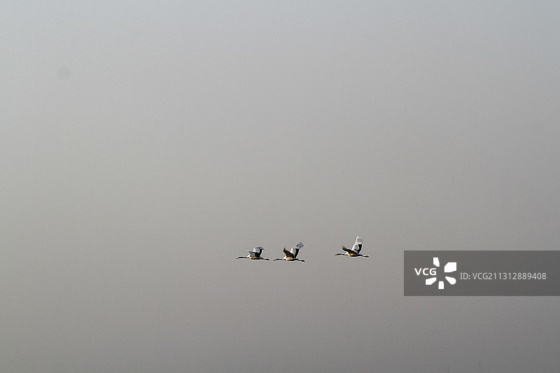 江苏盐城湿地的丹顶鹤图片素材