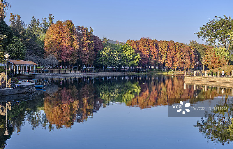 中国广州麓湖公园湖畔树林黄叶秋景图片素材