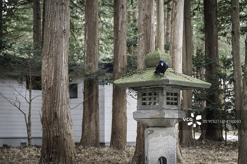 北海道神宫的乌鸦图片素材