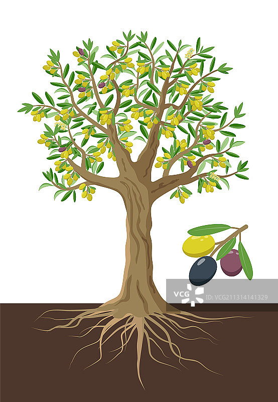 橄榄树孤立在白色图片素材