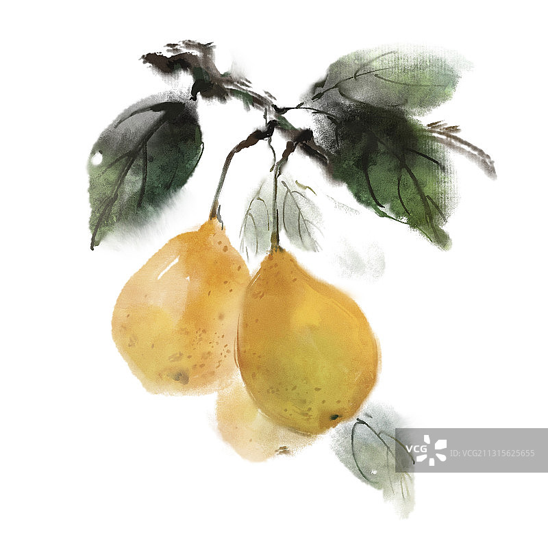 中国风古风水墨写意水果插画 白底——梨子图片素材