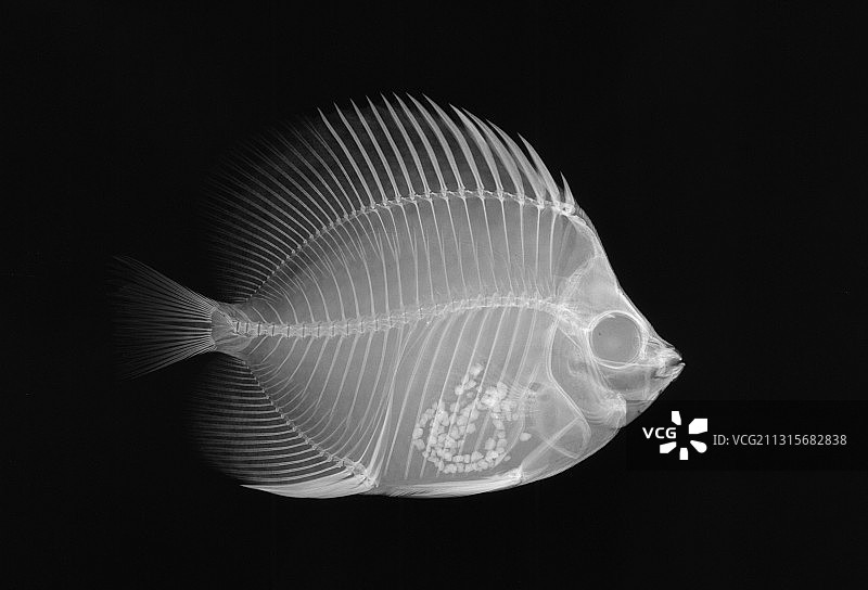 蝴蝶鱼x射线图片素材