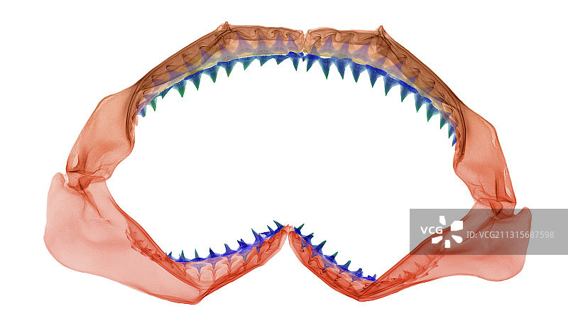 鲨鱼嘴x光片图片素材
