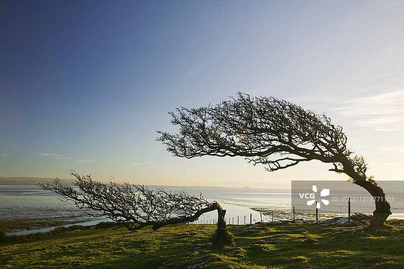 英国坎布里亚郡莫克姆湾汉弗莱岬上的山楂树被盛行的风吹弯了。图片素材