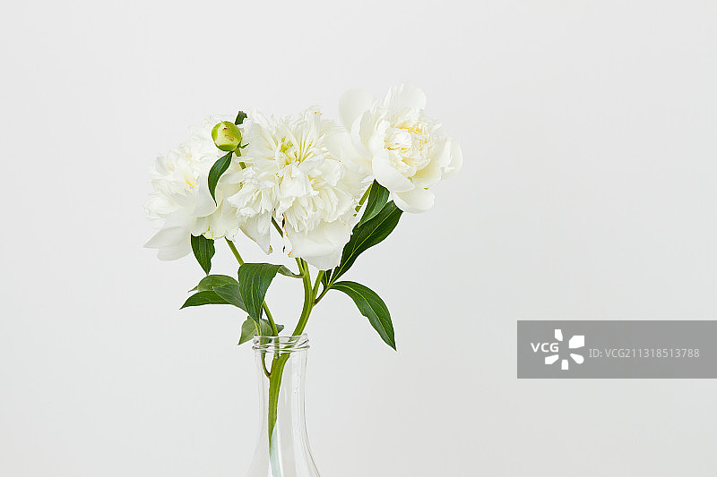 花瓶上白花的特写，以白色为背景图片素材