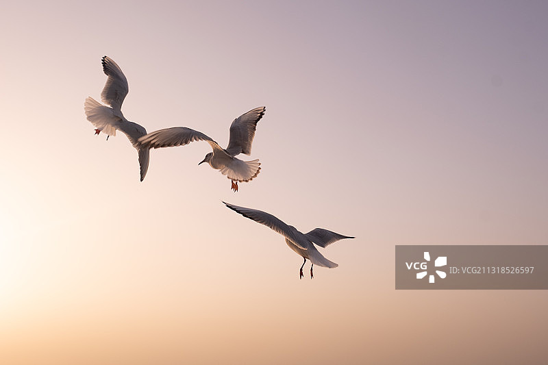 夕阳的海鸥图片素材