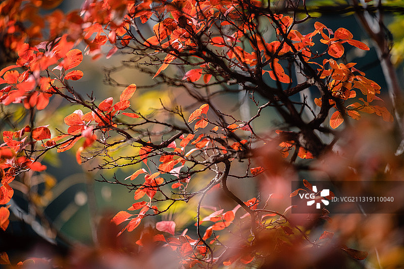 秋叶红了图片素材