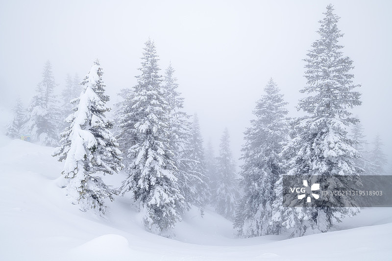 冬季森林中的雾，阿默高阿尔卑斯山，斯瓦比亚，德国巴伐利亚图片素材