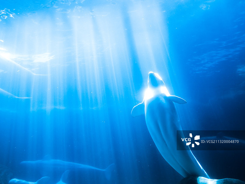 阳光哺育生命，白鲸向往自由图片素材