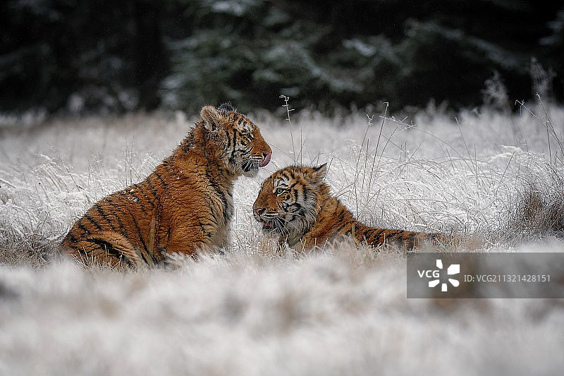 捷克共和国，雪地里的两只野生猎豹图片素材