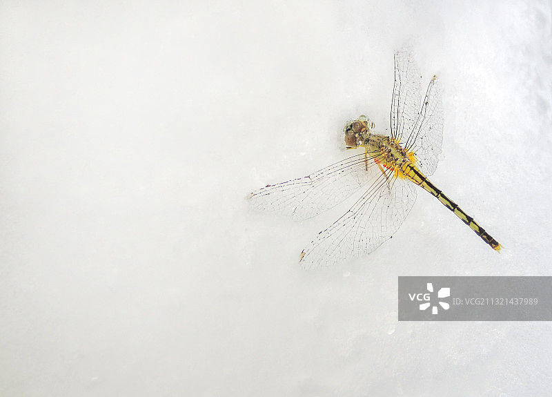 一只蜻蜓在雪地上，泰国图片素材